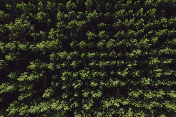 Vista superior aérea del bosque verde del populus de la madera de algodón en verano — Foto de Stock