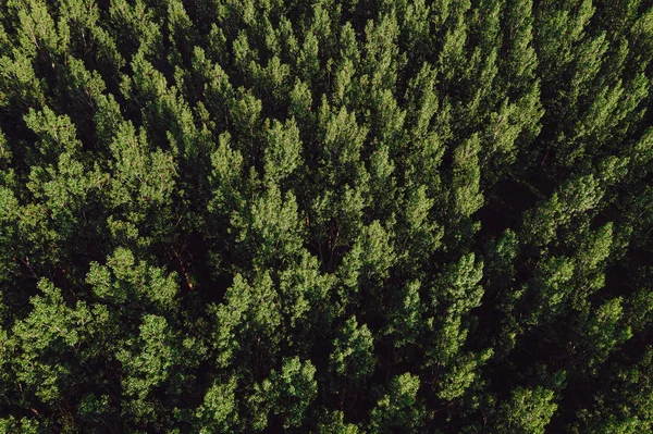 Vista aérea da floresta verde de algodão populus no verão — Fotografia de Stock