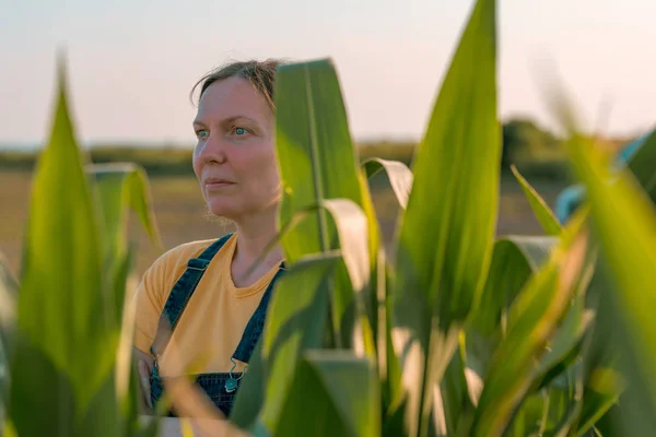 Кукурудзяний фермер на полі, портрет жінки-агронома — стокове фото