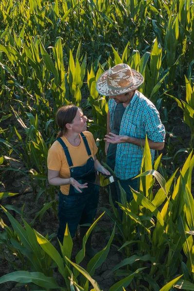 Agronomo donna che consiglia l'agricoltore di mais nel campo delle colture — Foto Stock