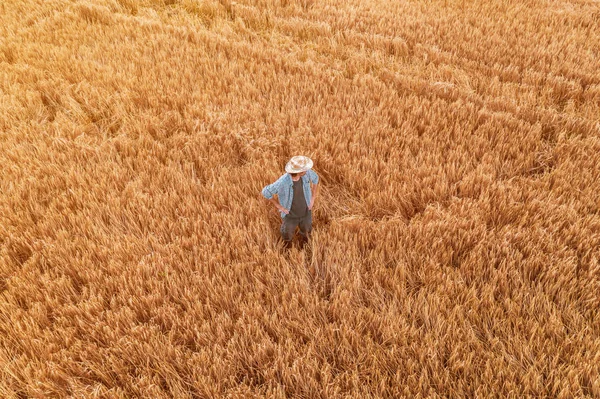 Olgun arpa tarlasında duran çiftçinin havadan görünümü — Stok fotoğraf