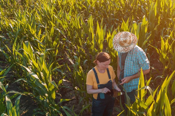 Female agronomist advising corn farmer in crop field — Stock Photo, Image