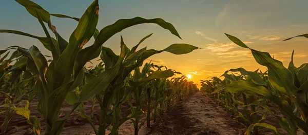 Campo de maíz al atardecer — Foto de Stock