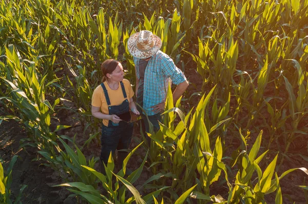 Female agronomist advising corn farmer in crop field — Stock Photo, Image