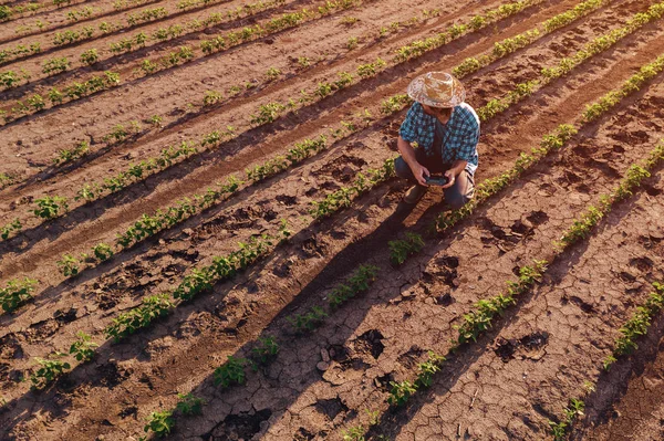 Farmer with drone remote controller in soybean field, aerial vie — Stock Photo, Image