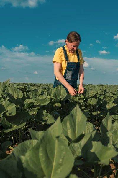 Rolnik słonecznik sprawdza rozwój upraw w terenie — Zdjęcie stockowe