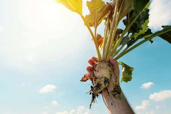 Farmer holding extracted sugar beet root crop — Stock Photo, Image