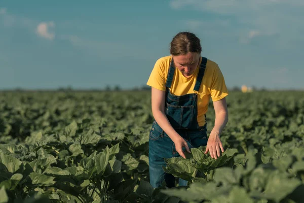 Zonnebloem boer controleren op gewas ontwikkeling in het veld — Stockfoto