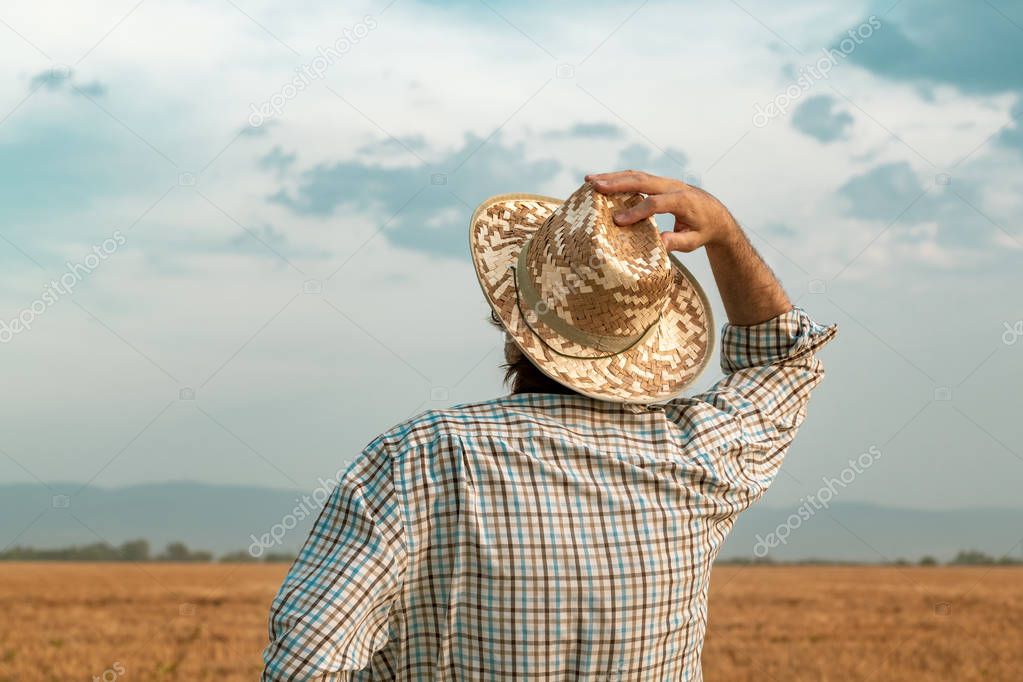 Worried farmer in barley field on a windy day