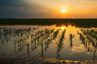 Gün batımında hasarlı bitkileri ile sular altında genç mısır tarlası plantasyon