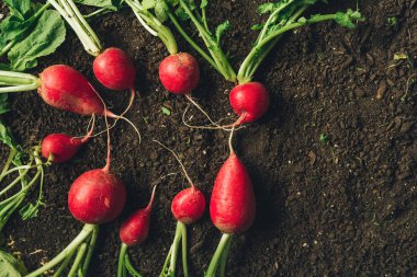 Hasat tan sonra kırmızı bahçe turpları yerde