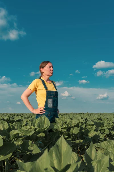 Zonnebloem boer poseren in het veld — Stockfoto