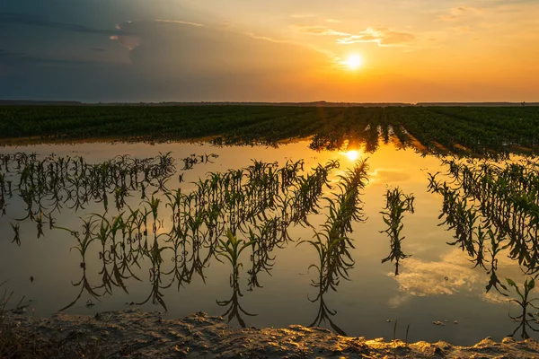 Overstroomde jonge maïsveld plantage met beschadigde gewassen in zonsondergang — Stockfoto