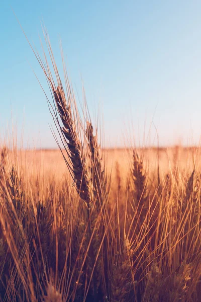 Ripe ears of wheat in cultivated agricultural field — Stock Photo, Image