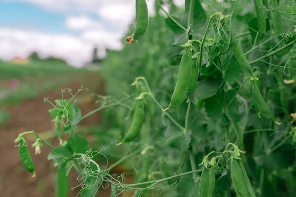 Lokal angebaute grüne Erbse im Bio-Garten — Stockfoto