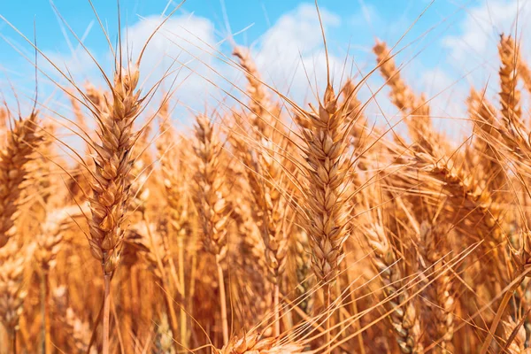 Campo de trigo dorado vista de ángulo bajo — Foto de Stock