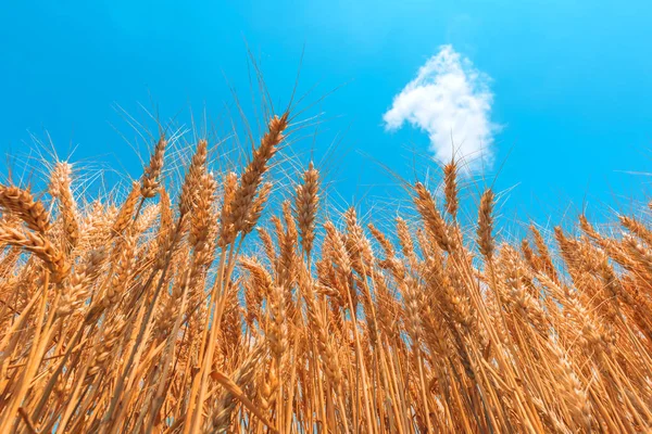 Golden wheat field low angle view — Stock Photo, Image