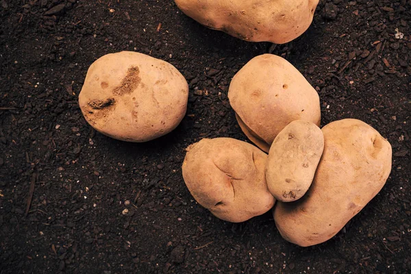 Tubos de batata orgânicos colhidos no solo da horta — Fotografia de Stock