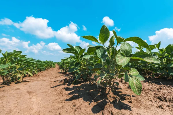 Sojabohnenpflanze auf landwirtschaftlich bewirtschaftetem Feld — Stockfoto
