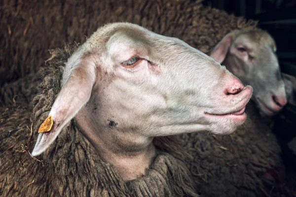 Moutons domestiques en enclos dans les élevages — Photo