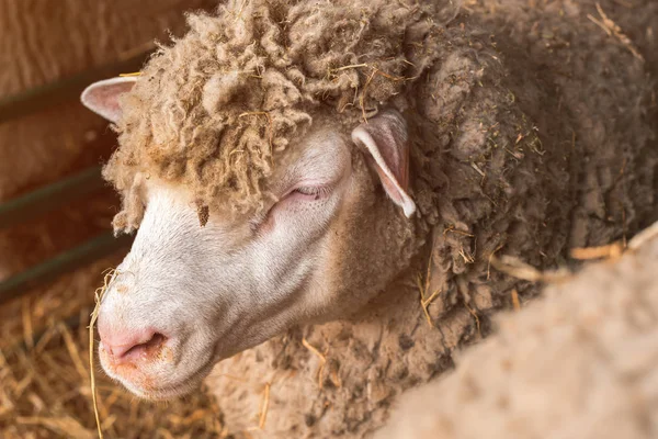 Huis schapen in pen op veeboerderij — Stockfoto