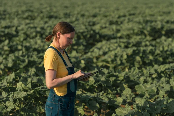 Agricultor de girasol utilizando tableta en el campo de cultivo antes de bloo —  Fotos de Stock