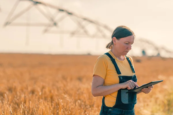 Granjero de trigo usando tableta en campo de cultivo de cereales —  Fotos de Stock