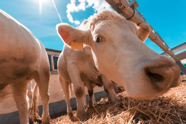 Weiße Kuh auf Milchviehbetrieb — Stockfoto