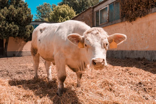 White cow on livestock dairy farm — Stock Photo, Image