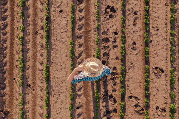 Aerial view of farmer in soybean field