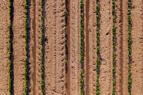 Воздушный взгляд на культивируемое соевое поле как на абстрактный фон — стоковое фото