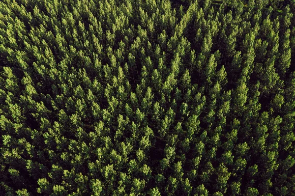 Vista aérea da floresta verde de algodão populus no verão — Fotografia de Stock