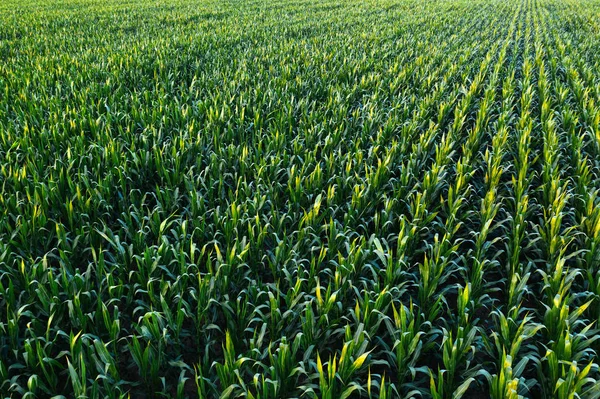 Вид с воздуха на поле зеленых кукурузных культур — стоковое фото