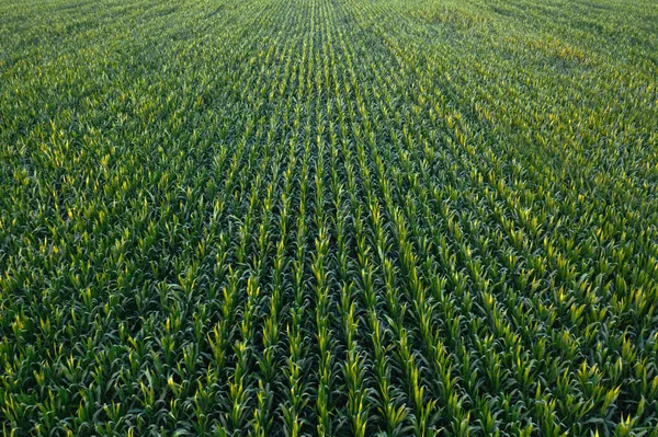 Aerial view of green corn crops field — Stock Photo, Image