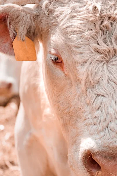 Blonde d 'Aquitaine cattle on dairy farm — стоковое фото