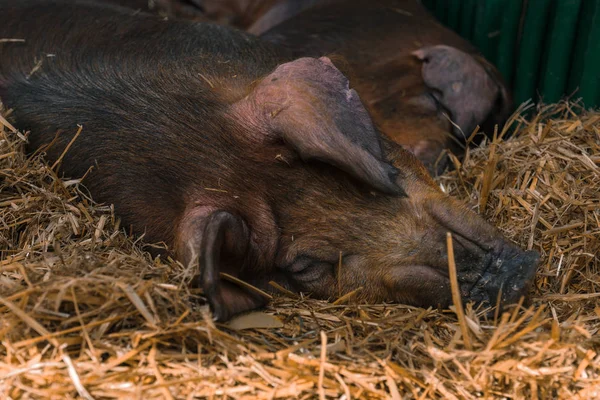 Suínos dinamarqueses duroc dormindo em caneta na fazenda de gado — Fotografia de Stock