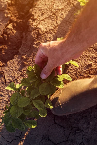 Lavoratore agricolo che controlla la crescita delle piante di soia — Foto Stock