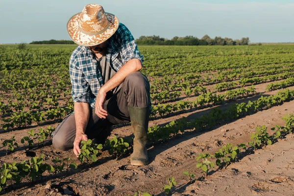 Agricultor que trabalha na plantação de soja, examinando o desenvolvimento de culturas — Fotografia de Stock