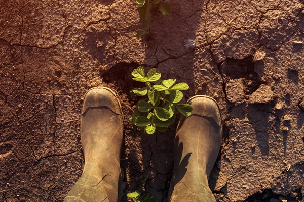 Agricultor em pé acima de plantas jovens de soja — Fotografia de Stock