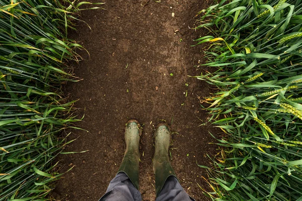 Boer in rubber laarzen wandelen door modderige tarwe veld — Stockfoto