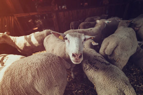 Ile de France sheep flock in pen on livestock farm — Stock Photo, Image