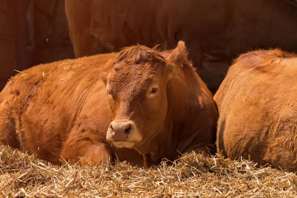 Vaca friesiana holandesa vermelha na fazenda de laticínios — Fotografia de Stock