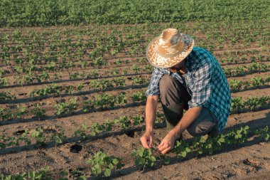 Çiftçi soya tarlası üzerinde çalışan, bitkileri inceleyen geliştirmek