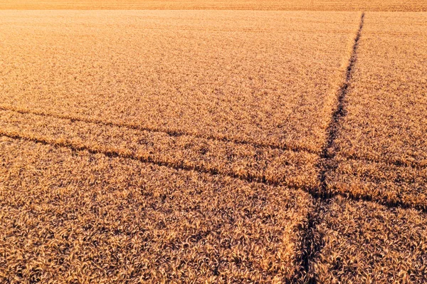 Veduta aerea del campo di grano maturo dal punto di vista drone — Foto Stock