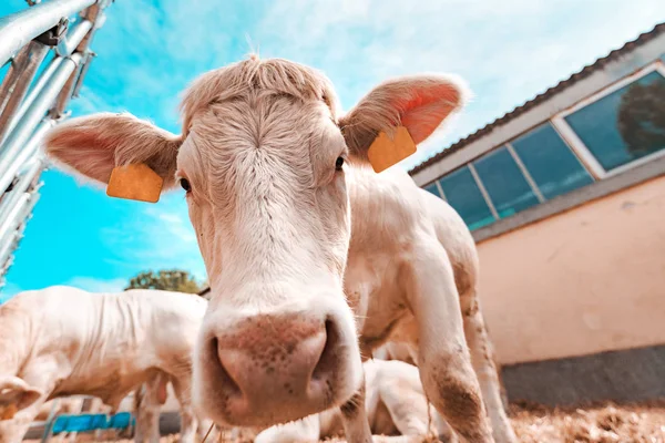Ξανθός/ιά D'aquine βοοειδή σε γαλακτοκομείο — Φωτογραφία Αρχείου
