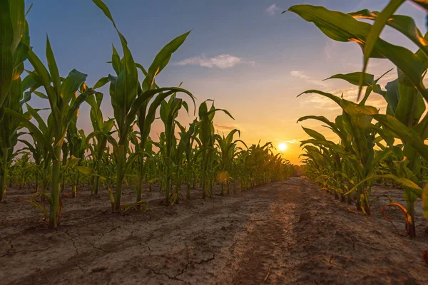Campo de maíz al atardecer — Foto de Stock