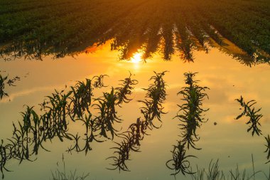 Gün batımında hasarlı bitkileri ile sular altında genç mısır tarlası plantasyon