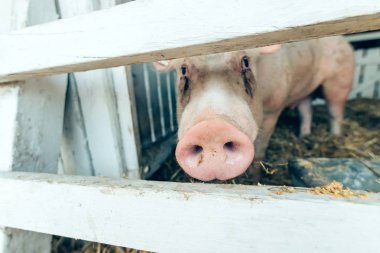 Bir üreme çiftlik pigsty domuz