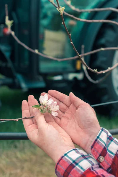 Jordbrukare undersöker fruktträd blomma i Orchard — Stockfoto