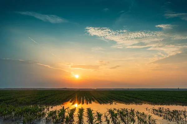 Overstroomde jonge maïsveld plantage met beschadigde gewassen in zonsondergang — Stockfoto